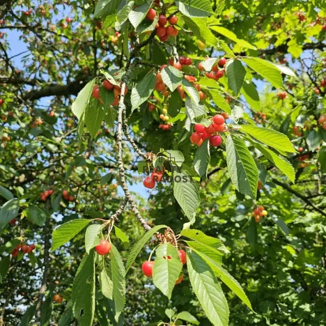 Prodej sadu/vinice, Koryčany, 4253 m2