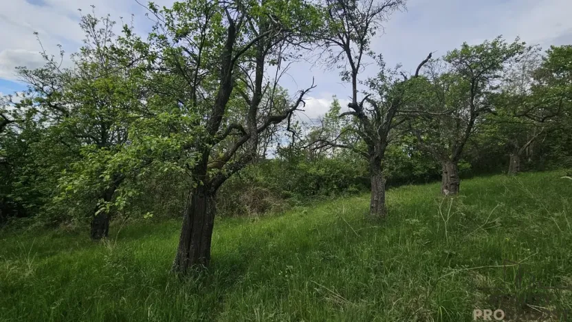 Prodej sadu/vinice, Koryčany, 4253 m2