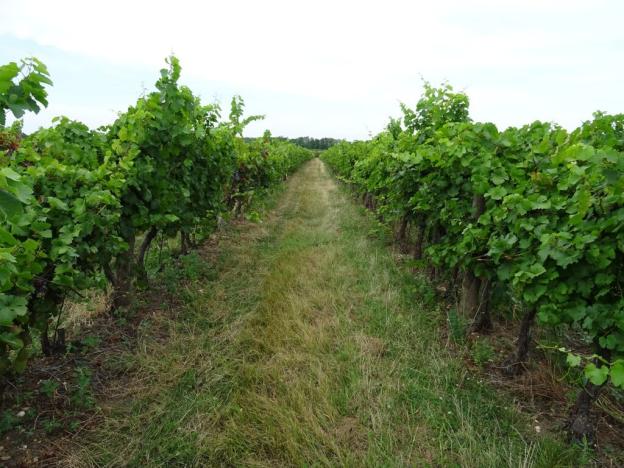 Prodej sadu/vinice, Hlohovec, 7741 m2