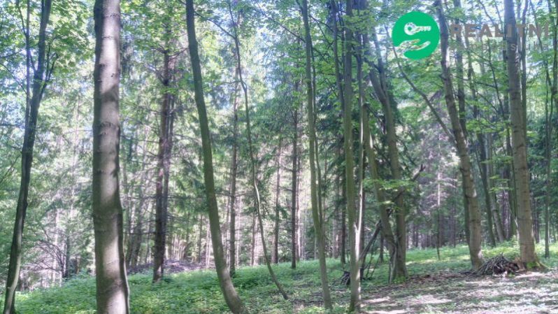 Prodej lesa, Ženklava, 15096 m2