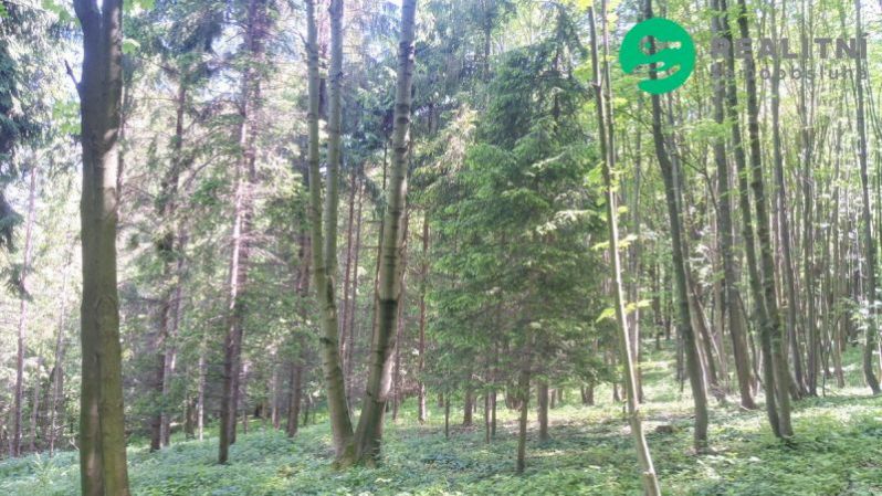 Prodej lesa, Ženklava, 15096 m2