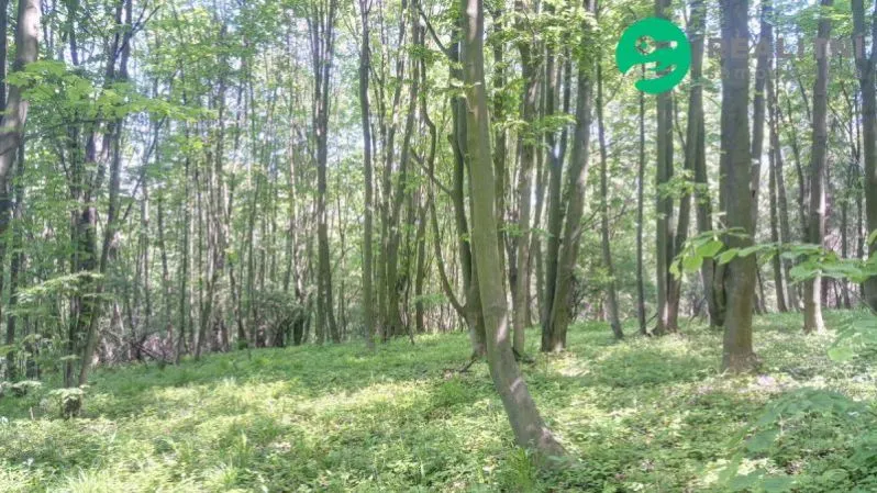 Prodej lesa, Ženklava, 15096 m2