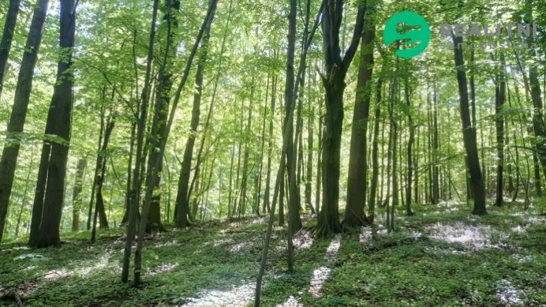 Prodej lesa, Ženklava, 15096 m2