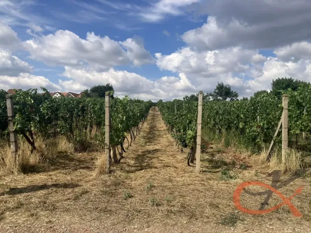 Prodej sadu/vinice, Vacenovice, 1366 m2