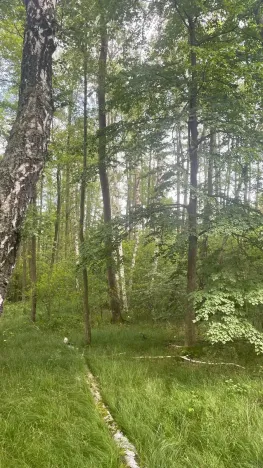 Prodej lesa, Chlum u Třeboně - Žíteč, 360000 m2