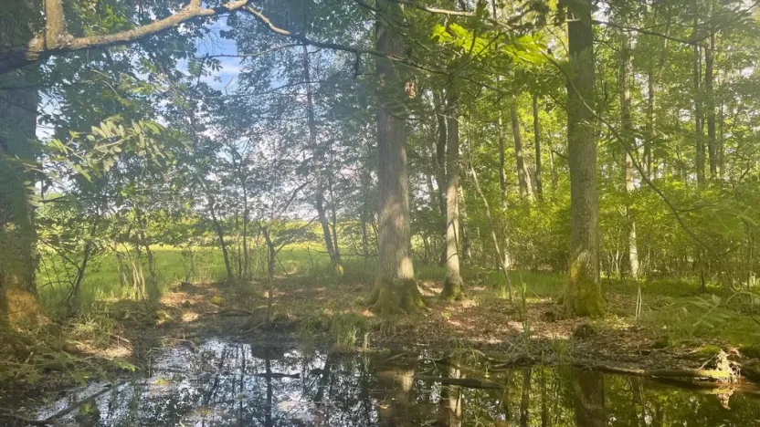 Prodej lesa, Chlum u Třeboně - Žíteč, 360000 m2
