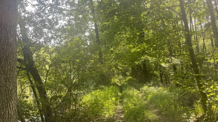 Prodej lesa, Chlum u Třeboně - Žíteč, 360000 m2