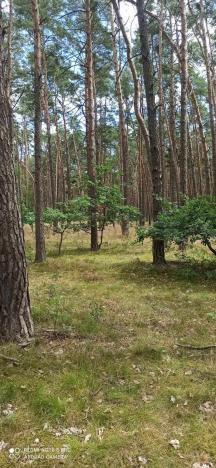 Prodej lesa, Stará Lysá, 11978 m2