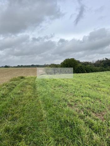 Prodej sadu/vinice, Velké Všelisy - Zamachy, 11900 m2