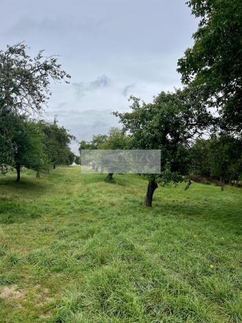 Prodej sadu/vinice, Velké Všelisy - Zamachy, 11900 m2