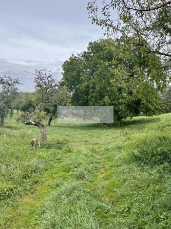 Prodej sadu/vinice, Velké Všelisy - Zamachy, 11900 m2