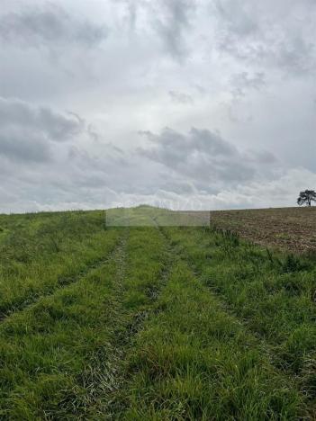 Prodej sadu/vinice, Velké Všelisy - Zamachy, 11900 m2