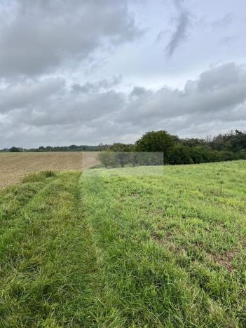 Prodej sadu/vinice, Velké Všelisy - Zamachy, 11900 m2