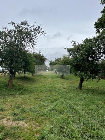 Prodej sadu/vinice, Velké Všelisy - Zamachy, 11900 m2