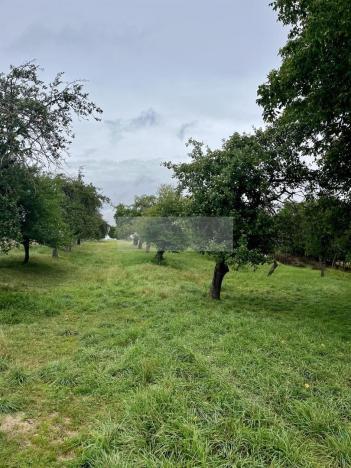 Prodej sadu/vinice, Velké Všelisy - Zamachy, 11900 m2