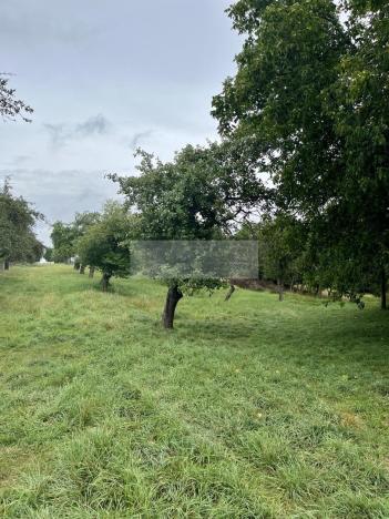 Prodej sadu/vinice, Velké Všelisy - Zamachy, 11900 m2