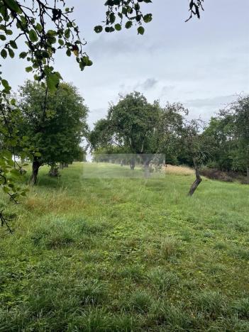 Prodej sadu/vinice, Velké Všelisy - Zamachy, 11900 m2