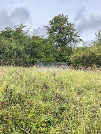 Prodej sadu/vinice, Velké Všelisy - Zamachy, 11900 m2