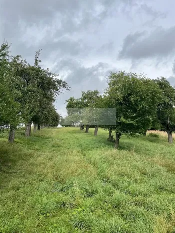 Prodej sadu/vinice, Velké Všelisy - Zamachy, 11900 m2