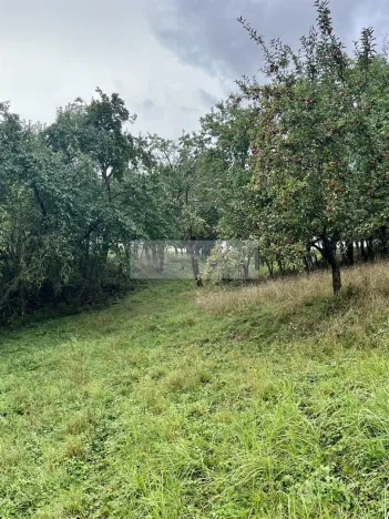 Prodej sadu/vinice, Velké Všelisy - Zamachy, 11900 m2