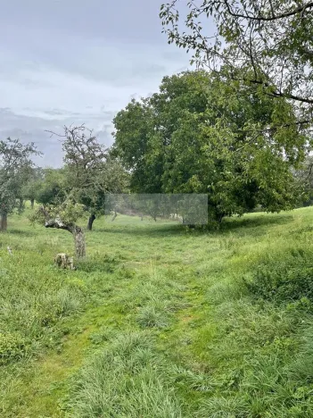 Prodej sadu/vinice, Velké Všelisy - Zamachy, 11900 m2