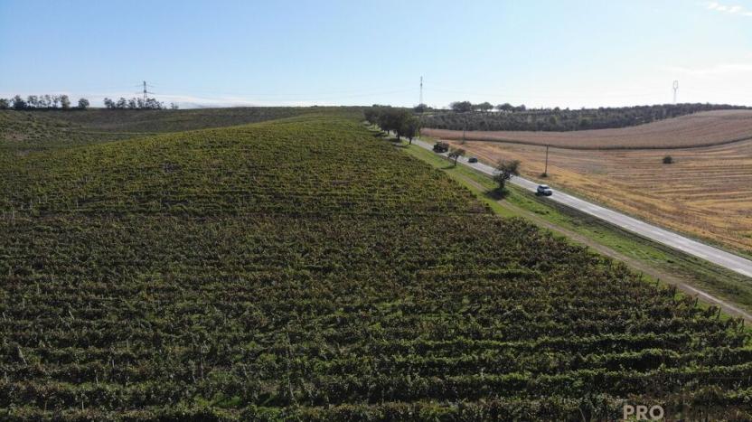 Prodej sadu/vinice, Čejkovice, 11340 m2