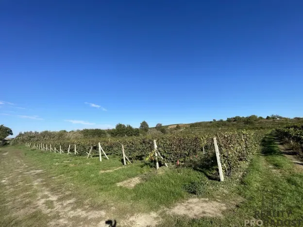 Prodej sadu/vinice, Čejkovice, 11340 m2