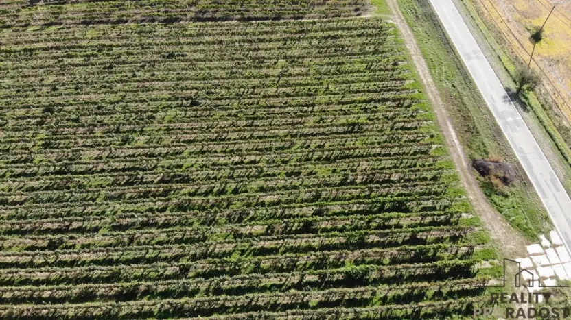 Prodej sadu/vinice, Čejkovice, 11340 m2