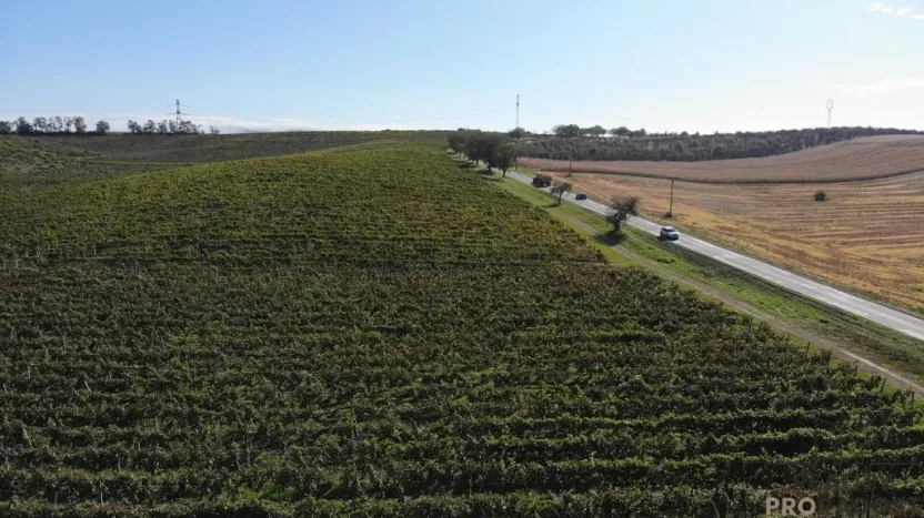 Prodej sadu/vinice, Čejkovice, 11340 m2