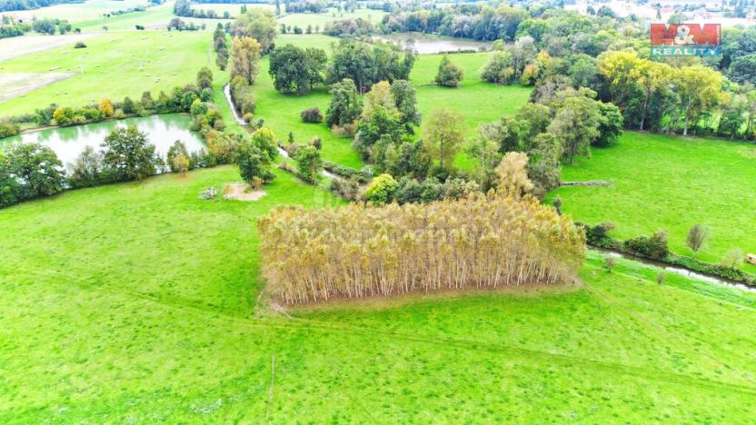 Prodej lesa, Skřivany, 1461 m2