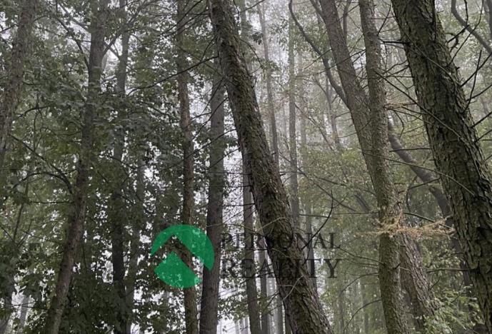 Prodej lesa, Seč, 4315 m2