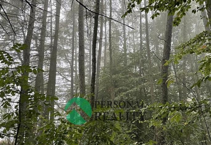 Prodej lesa, Seč, 4315 m2