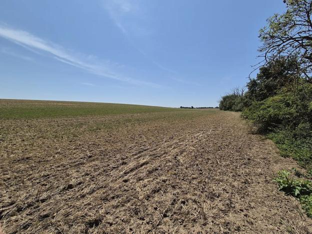 Prodej pole, Brandýs nad Labem-Stará Boleslav, 11346 m2