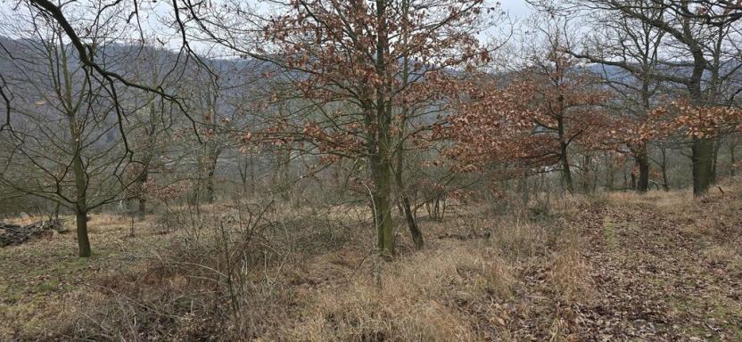 Prodej lesa, Ústí nad Labem, 13913 m2