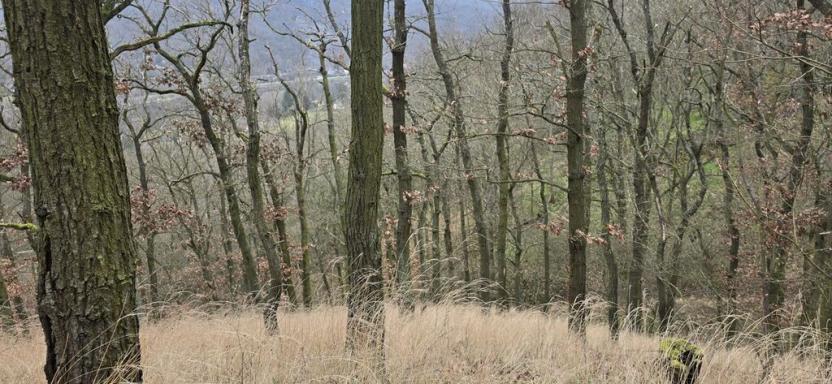 Prodej lesa, Ústí nad Labem, 13913 m2