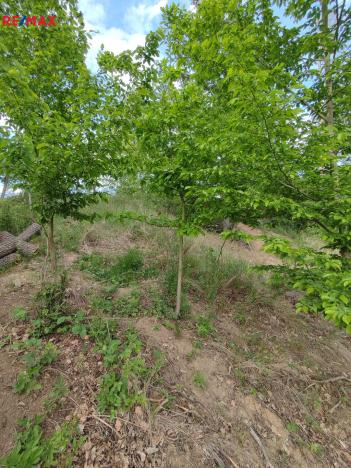 Prodej lesa, Číměř, 1493 m2