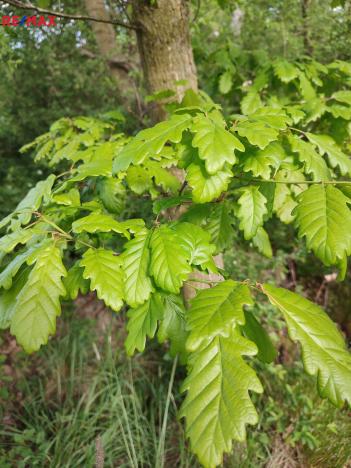 Prodej lesa, Číměř, 1493 m2