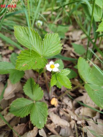 Prodej lesa, Číměř, 1493 m2