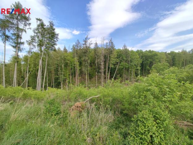 Prodej lesa, Vladislav, 17681 m2