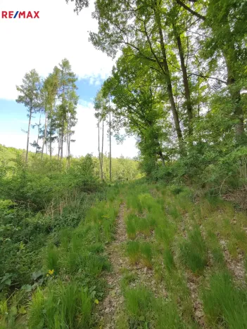 Prodej lesa, Číměř, 17681 m2