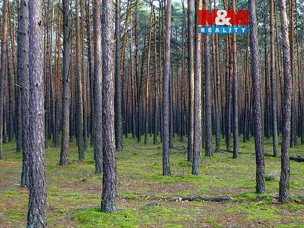 Prodej lesa, Kralovice, 6740 m2