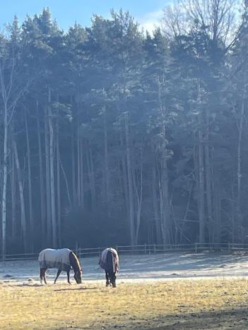 Prodej lesa, Svatý Jan nad Malší - Sedlce, 27831 m2