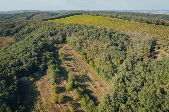 Prodej sadu/vinice, Kobylí, 3496 m2