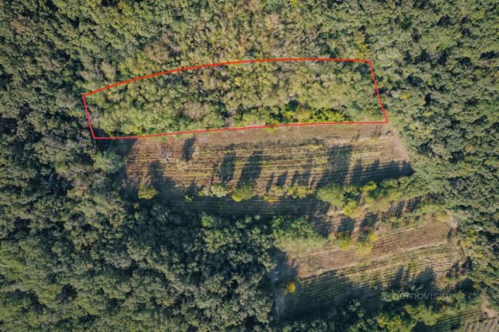 Prodej sadu/vinice, Kobylí, 3496 m2