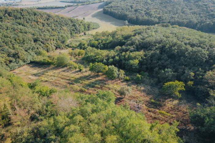 Prodej sadu/vinice, Kobylí, 3496 m2