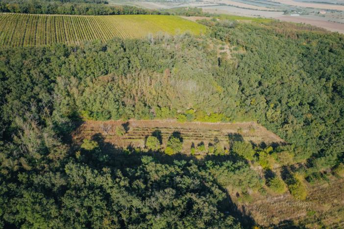 Prodej sadu/vinice, Kobylí, 3496 m2