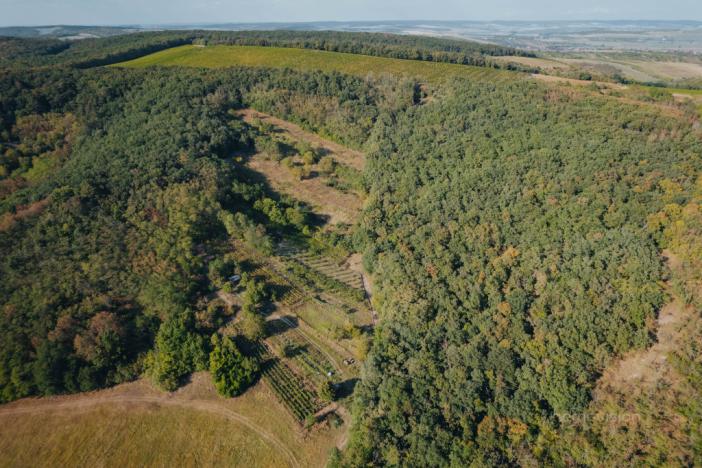 Prodej sadu/vinice, Kobylí, 3496 m2