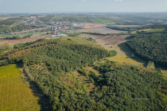 Prodej sadu/vinice, Kobylí, 3496 m2