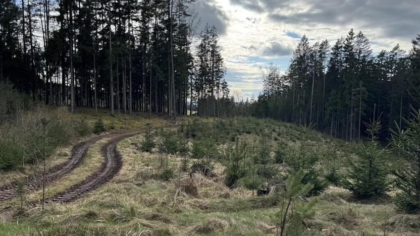 Prodej lesa, Pecka, 35108 m2