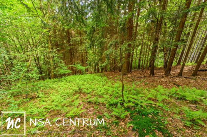 Prodej louky, Víchová nad Jizerou, 1867 m2